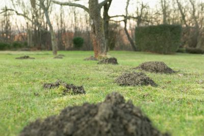 Preserves plant roots.