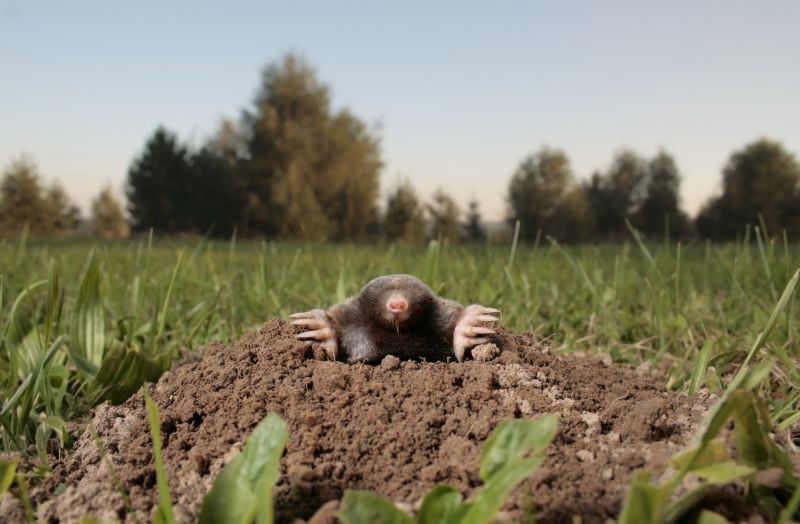 Mole Exterminating