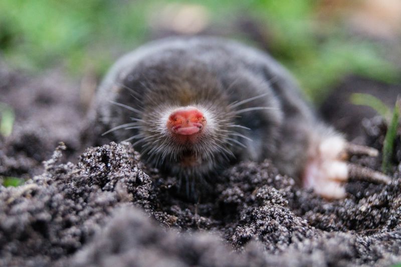 Cost of Mole Exterminating — Cost of Mole Exterminating