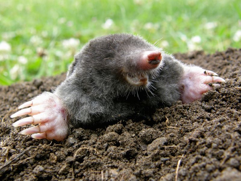 Mole Exterminating