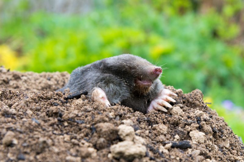 Mole Tunnels in the Yard