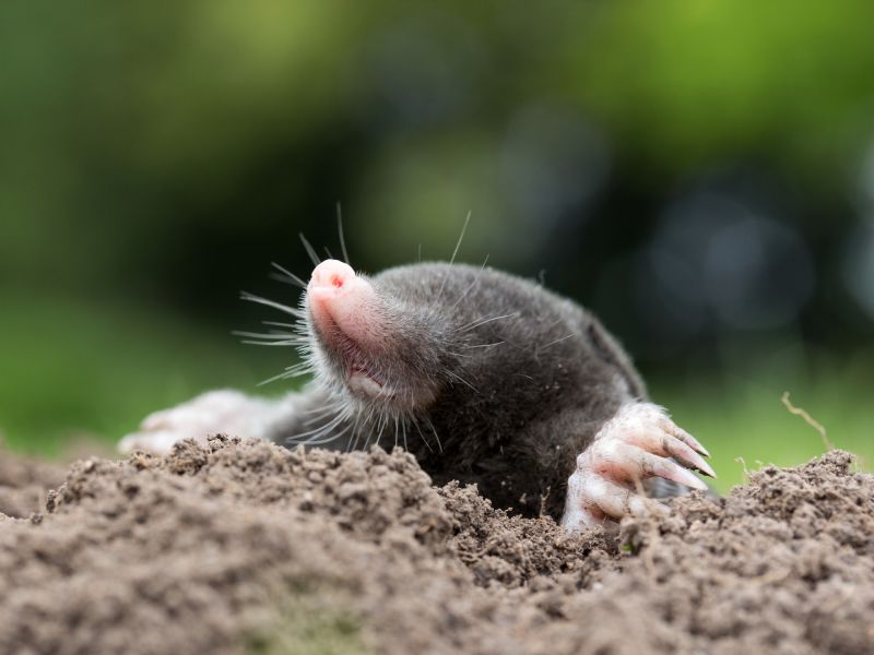 Mole Exterminating