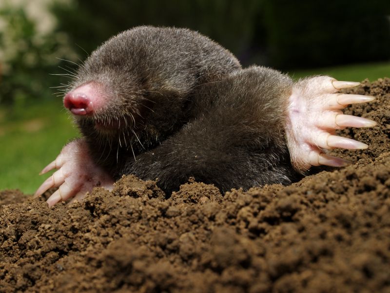 Mole Exterminating