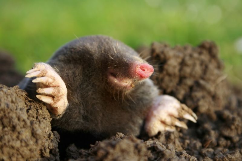 Moles in Wet Soil