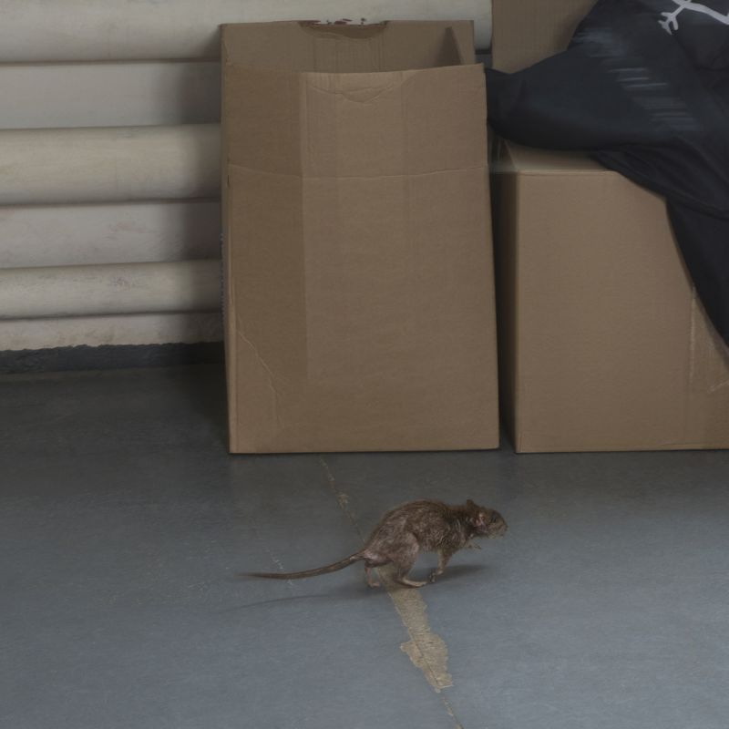 Signs Your Commercial Property Has A Rodent Problem