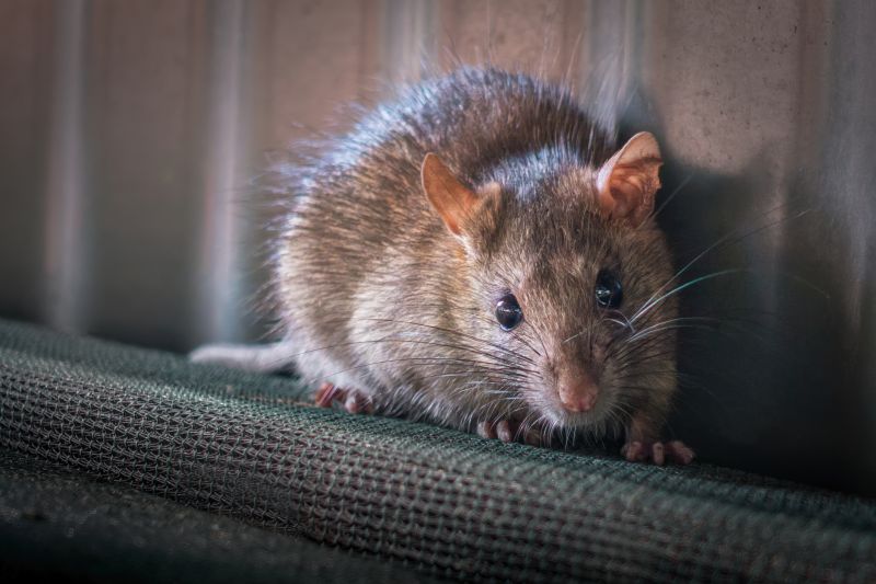Why Professional Rodent Pest Control Is More Effective Than Diy Methods